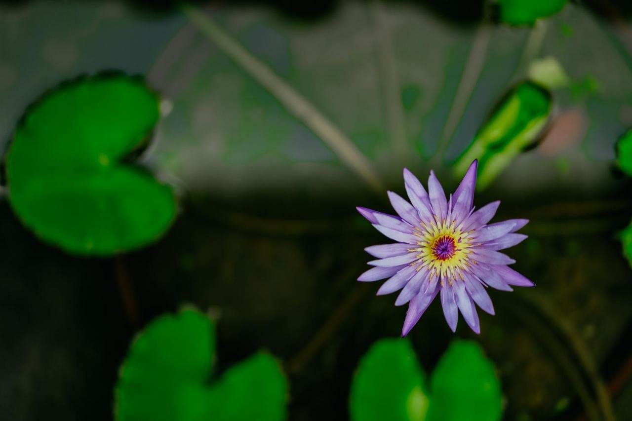 Jungle Lotus Villas Ubud  Ngoại thất bức ảnh